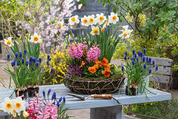 Spring flowers in pots, grape hyacinths (Muscari), daffodils (Narcissus), hyacinths (Hyacinthus), garden pansies (Viola wittrockiana)