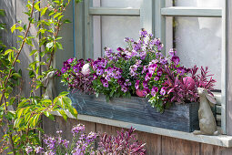 Erysimum and Viola Cornuta in window box on windowsill with rabbit figurine