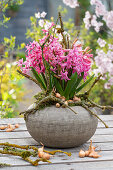 Rosa Hyazinthen (Hyacinthus) in Vase mit Zweigen und Zwiebeln