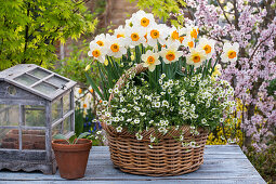 Weidenkorb mit Moossteinbrech (Saxifraga arendsii), Narzissen (Narcissus) und Minigewächshaus