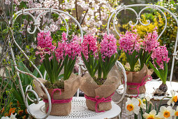 Hyacinths (Hyacinthus) in pots with jute fabric as decoration, bouquet of narcissi (Narcissus) on garden chairs