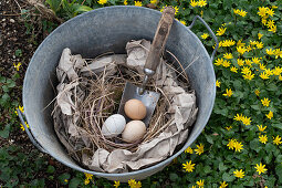 Osternest aus Papier und Ostereiern, Rückschnitt von Gräsern in alter Zinkwanne, Blumenwiese mit Scharbockskraut (Ficaria verna)