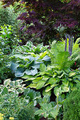 Various hosta (Funkia), ferns, and Japanese fan maple (Acer palmatum) in the garden