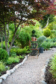 Japanese fan maple (Acer Palmatum) next to flower beds and the gravel path in the garden