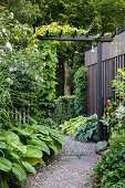 Wilder Hopfen (Humulus lupulus) an Portal über Kiesweg im Garten