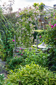 Wrought iron pavilion surrounded by climbing roses (Rosa) and clematis (Clematis) in the garden