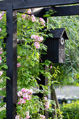 Trellis with climbing roses (Rosa) and bird house in the garden