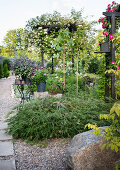 Green slash maple (Acer palmatum) on gravel soil and various flower pots in the garden