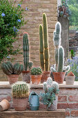 Various cacti in clay pots on garden wall