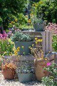 Drumstick (Craspedia Globosa) with echeveria in plant pots on apple crates