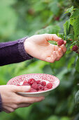 Frauenhände pflücken Himbeeren