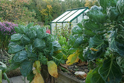 A raised bed in an autumnal allotment garden with Brussels sprouts