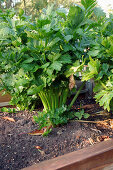 Celery in the garden