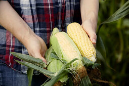 Hands holding freshly harvested corn on the cob