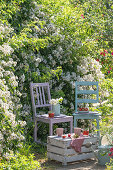 Strawberries and drinks on wooden chair and wooden box in the garden in front of flowering polyantharose