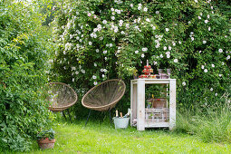 Wooden table and garden chairs in front of climbing rose in summer garden