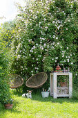 Wooden table and garden chairs in front of climbing rose in summer garden