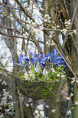 Wire basket filled with iris, moss and snail shells