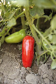 San-Marzano-Tomaten an der Pflanze (Pomigliano, Italien)