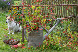 Hagebuttenzweige in Gießkanne als Herbstdekoration im Garten