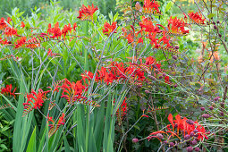 Flowering Montbretia 'Luzifer' in a flower bed