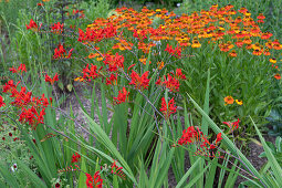 Coppertips 'Luzifer'nd sunflower 'Sahin' Early Flowerer'  in the garden bed