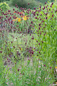 Big meadow-head in the garden