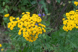 Blühender Rainfarn (Tancetum Vulgare)