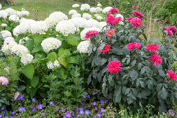 Hydrangea arborescens 'Annabelle', pinkfarbene Dahlien und blauer Storchschnabel im Gartenbeet
