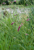 Large meadow-head (Sanguisorba officinalis)