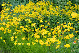 Mädchenauge  'Grandiflora' (Coreopsis verticilliata) und Goldrute 'Strahlenkrone' (Solidago) im Beet