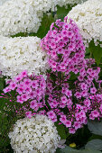 Flowering phlox 'Landhochzeit' and ball hydrangeas Hydrangea arborescens 'Annabelle'