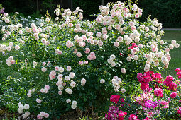 Blühender Rosenstrauch 'Félicité Parmentier' im Beet (Rosa alba)