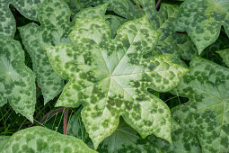 Grüne Blätter vom Himalaya-Maiapfel oder Himalaya-Fußblatt 'Spotty Dotty' (Podophyllum hexandrum) im Garten