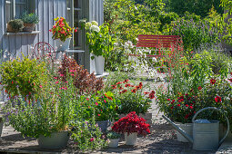 Blühende Sommerpflanzen auf Terrasse mit Kokardenblume 'Mesa Red', Schopfsalbei, rotem Lein, Coprosma 'Red Ruby' Zitronenverbene, Granatapfelstämmchen, Purpurglöckchen 'Marmelade' und Kosmeen