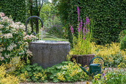 Wasserbrunnen im sommerlichen Garten mit Blutweiderich, Hydrangea 'Early Sensation' und Frauenmantel