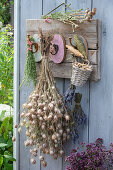 Samenstände und Sträuße zum Trocknen aufgehängt an Hakenleiste auf Terrasse von Jungfer im Grünen, Mohn, Bergbohnenkraut, Lavendel, Oregano und Radieschen