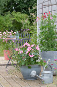 Cup mallow in a pot and scented vetches with climbing support on a summery wooden terrace
