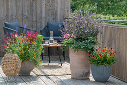 Sommerliche Kübelbepflanzung auf dem Balkon mit Strauchbasilikum 'African Blue', Sutera 'Big White', Prachtkerze 'Gambit Rose', einjährigem Rittersporn, Knorpelmöhre, Echinacea, Zinnien und Geranie