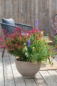 Sommerliche Kübelbepflanzung auf dem Balkon mit Prachtkerze 'Gambit Rose', einjährigem Rittersporn, Knorpelmöhre, Zinnien