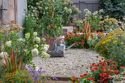 Tomatenpflanze im Kübel, davor Gießkanne und Korb mit Gartenutensilien auf sommerlicher Kies-Terrasse