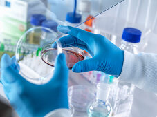 Scientist holding petri dish, High Wycombe, Buckinghamshire, UK