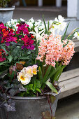 Goldlack (Erysimum cheiri), Narzissen (Narcissus) und Hyazinthe (Hyacinthus) im Zinkeimer