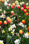 Tulips (Tulipa) and daffodils (Narcissus) in the spring garden, with old metal frame