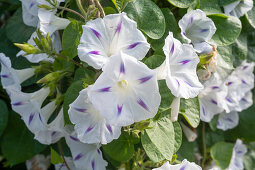 Flowering funnel vine 'Milky way' (Ipomoea purpurea)