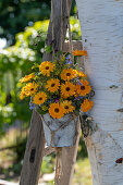 Marigolds and borage in a pot hanging on a ladder in the garden