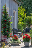 Rocktrumpet and dahlias in planters on wooden patio