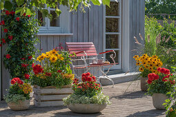 Mandevilla, Dahlien und Rudbeckia in Pflanzgefäßen auf Holzterrasse