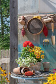 Garden utensils on wall board including dahlias and capitula in plant basket on patio table