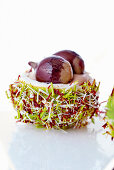 Chestnut Nest Dessert